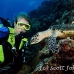 turtle_green_er_h_0705_png1062.jpg